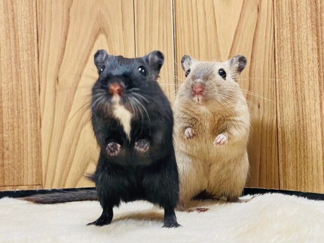 カラージャービル（スナネズミ）