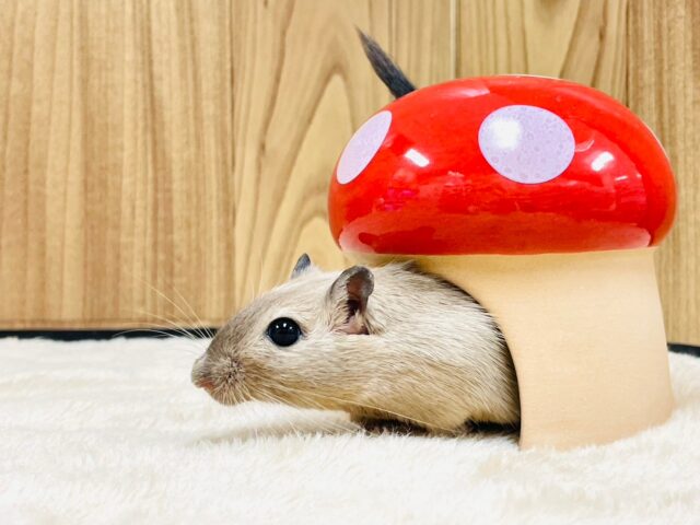 カラージャービル（スナネズミ）