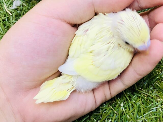 セキセイインコ