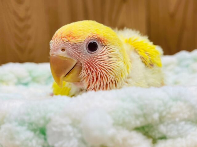 コザクラインコ（小桜インコ）