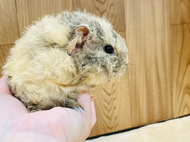 テディモルモット