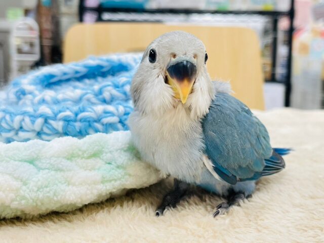 コザクラインコ（小桜インコ）