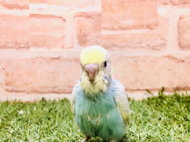 セイオウチョウ（青黄鳥）