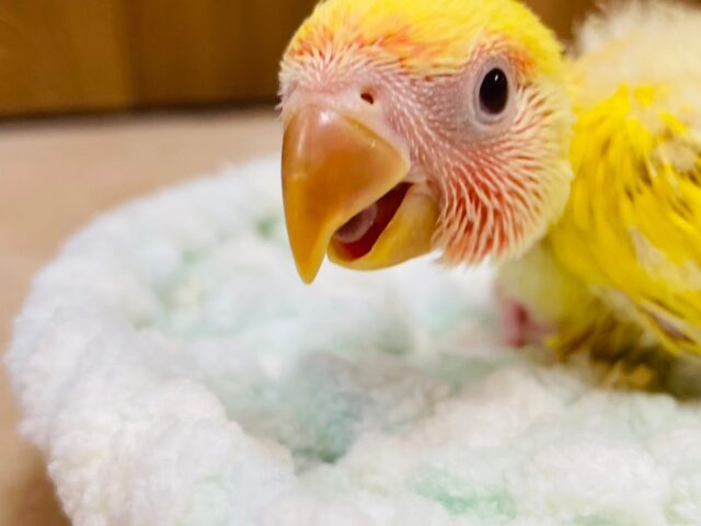 コザクラインコ（小桜インコ）