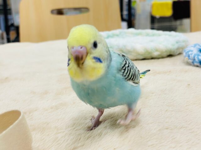 セキセイインコ