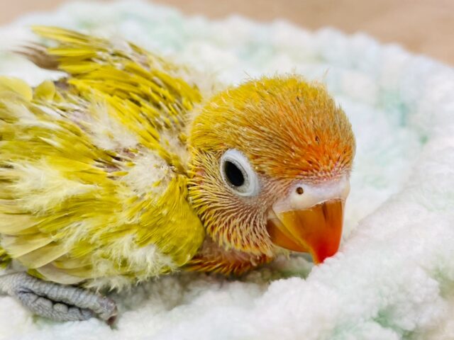 ヤマブキボタンインコ