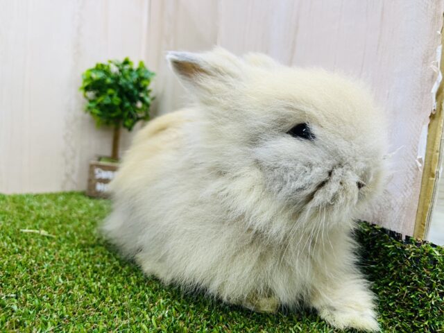 ライオンラビット