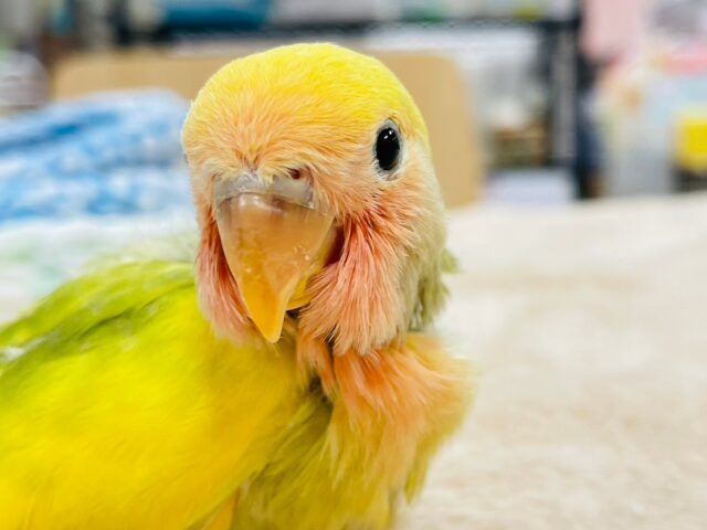 コザクラインコ（小桜インコ）