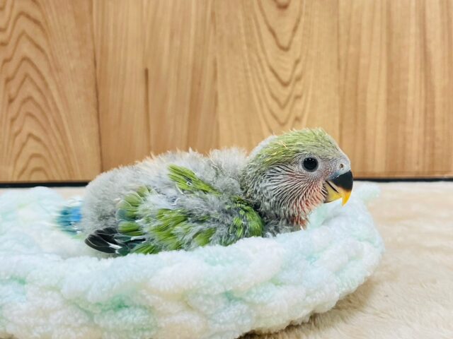 コザクラインコ（小桜インコ）