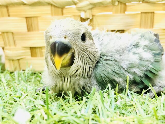 コザクラインコ（小桜インコ）