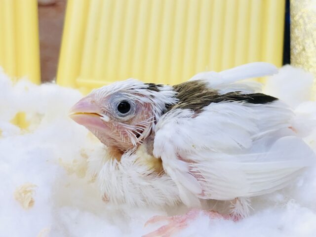 十姉妹（ジュウシマツ）