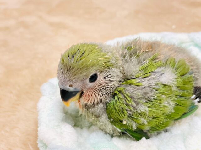 コザクラインコ（小桜インコ）