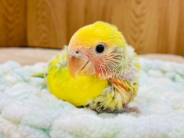 コザクラインコ（小桜インコ）