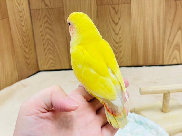 コザクラインコ（小桜インコ）