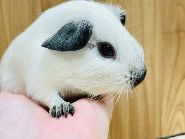 ロシアンモルモット