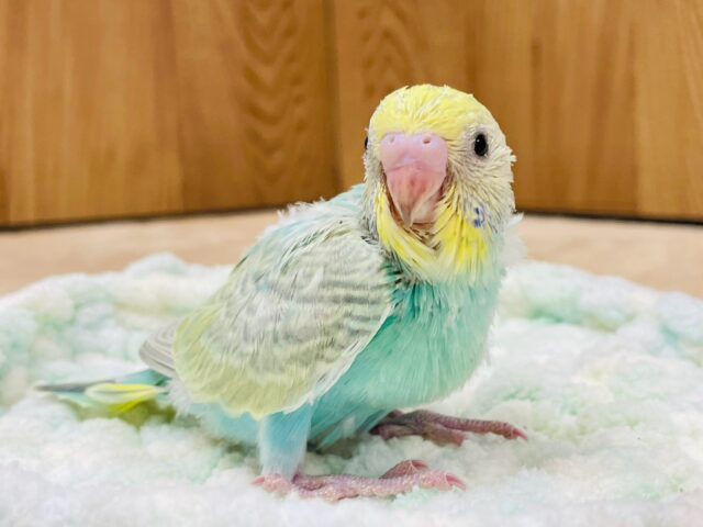 セキセイインコ