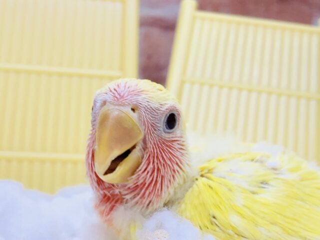 コザクラインコ（小桜インコ）