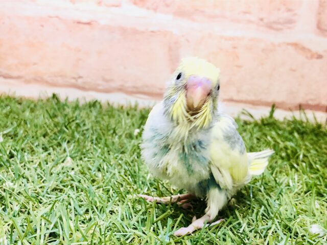 セキセイインコ