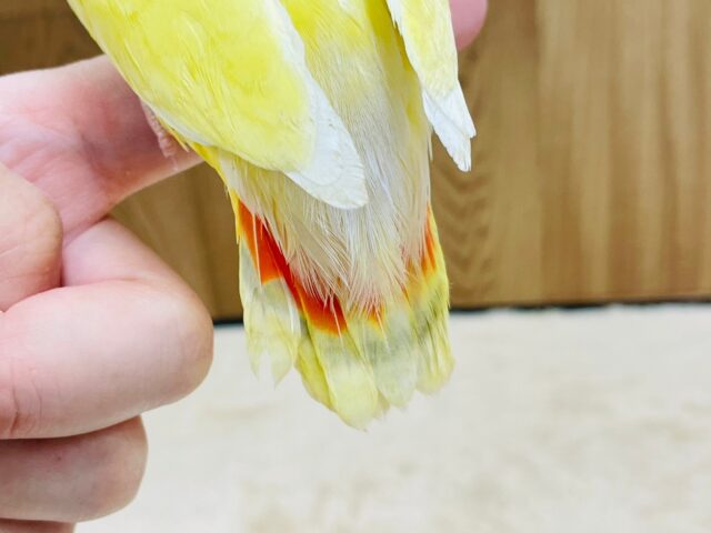 コザクラインコ（小桜インコ）