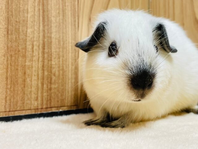 ロシアンモルモット