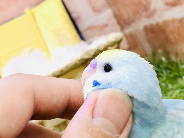 【最新画像更新☆☆】パステルにキラッと☆ セキセイインコ セキセイインコ