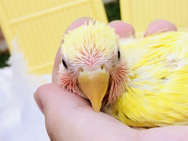コザクラインコ（小桜インコ）