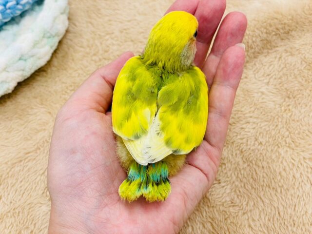 コザクラインコ（小桜インコ）