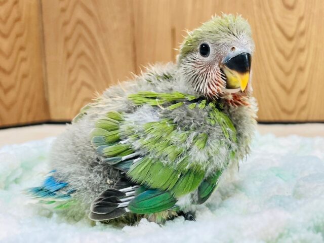 コザクラインコ（小桜インコ）