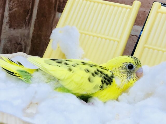 黄色のグラデカラー!! セキセイインコ セキセイインコ