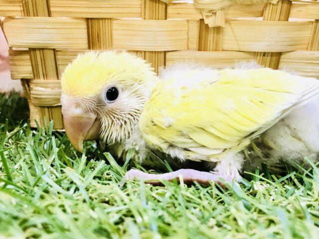 コザクラインコ（小桜インコ）