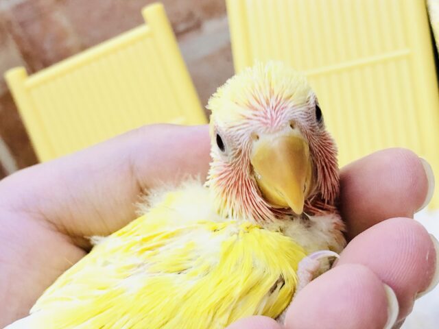 コザクラインコ（小桜インコ）