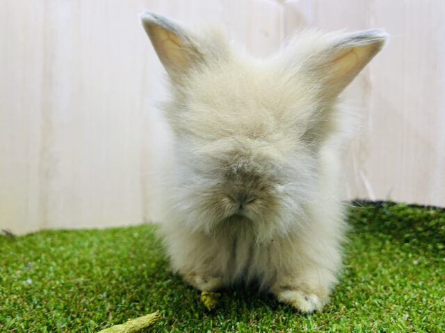 ライオンラビット