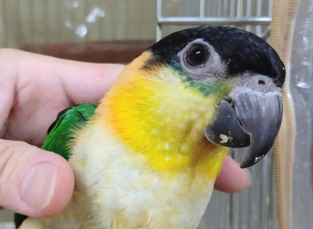 【最新動画】黒い頭が魅力的な元気っ子💕ズグロシロハラインコ(男の子) ズグロシロハラインコ