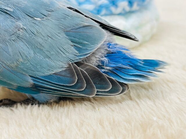 コザクラインコ（小桜インコ）