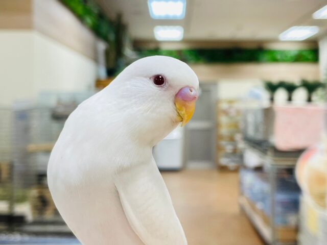 セキセイインコ