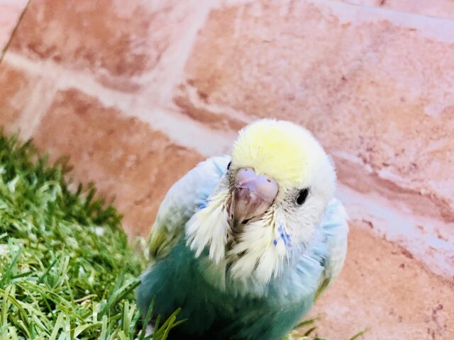 セイオウチョウ（青黄鳥）