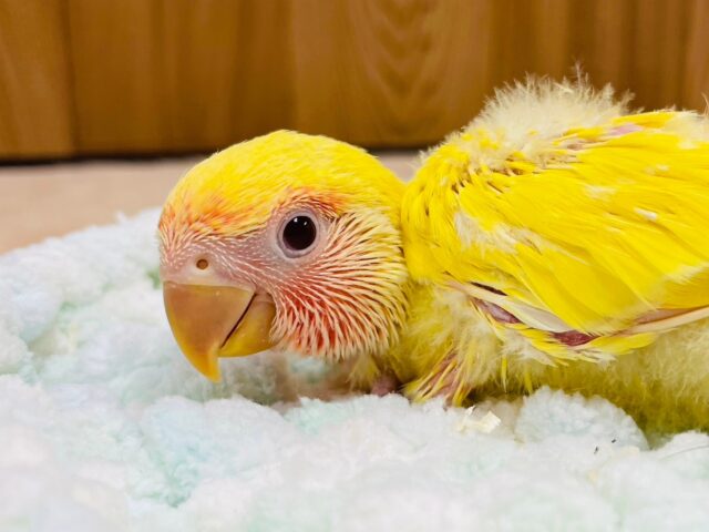 コザクラインコ（小桜インコ）