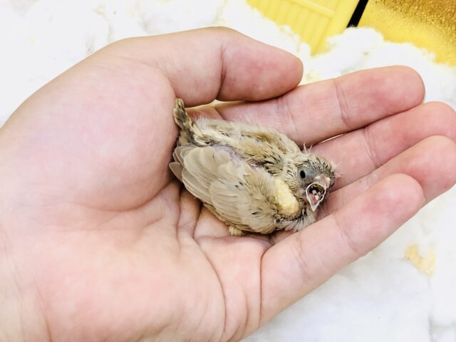 錦花鳥（キンカチョウ）