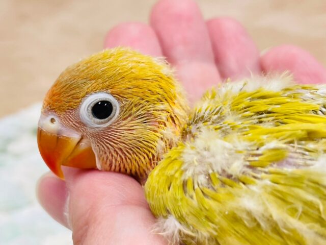 ヤマブキボタンインコ
