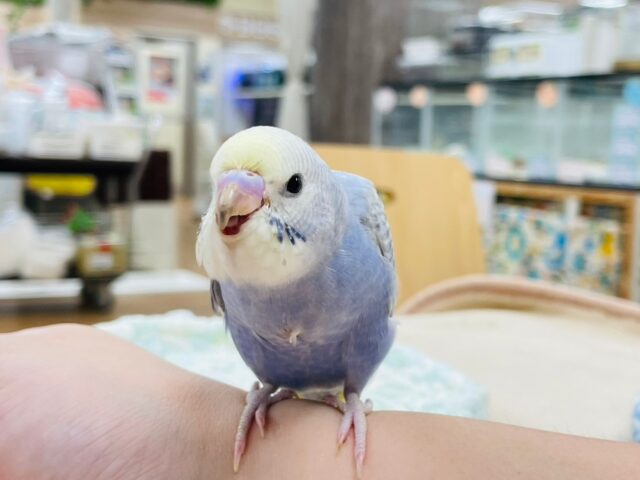 セキセイインコ