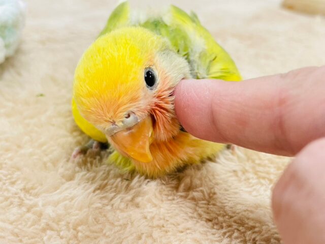 コザクラインコ（小桜インコ）