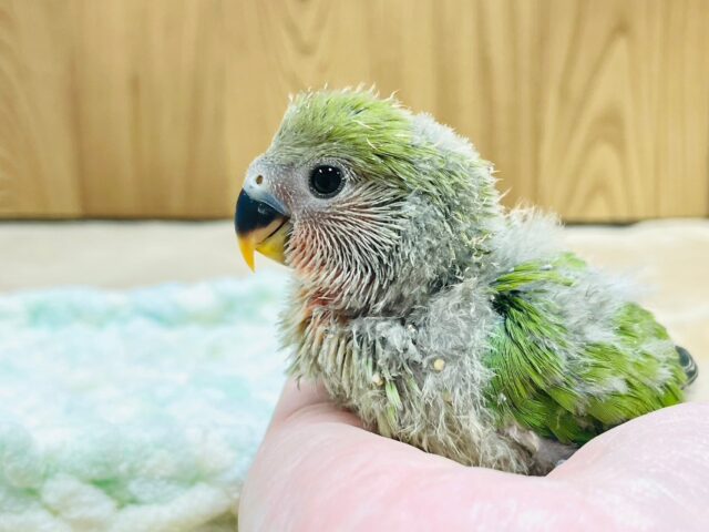 コザクラインコ（小桜インコ）