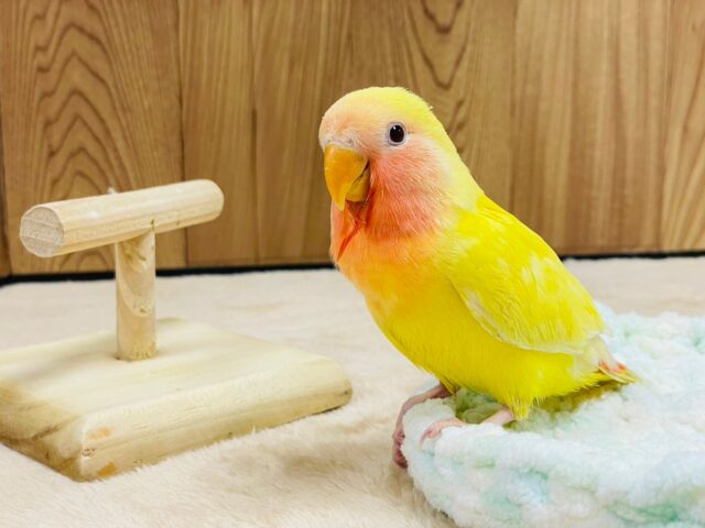 コザクラインコ（小桜インコ）