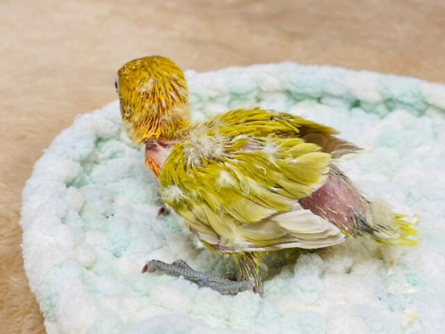 ヤマブキボタンインコ