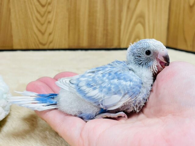 セキセイインコ