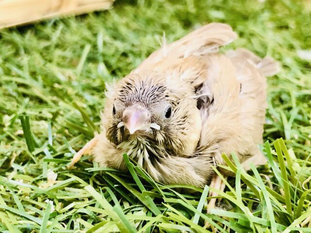 錦花鳥（キンカチョウ）