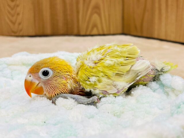 ヤマブキボタンインコ