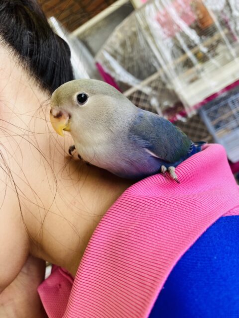 コザクラインコ（小桜インコ）