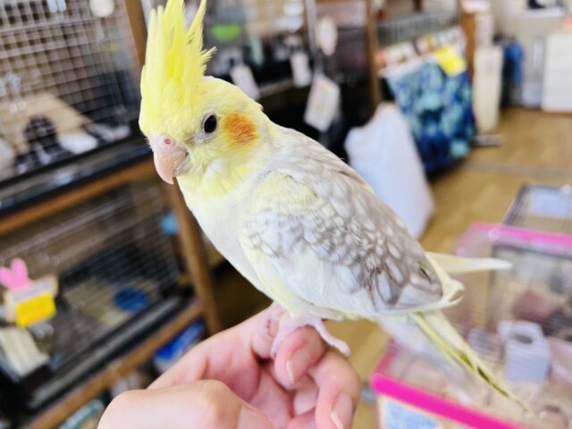 オカメインコ