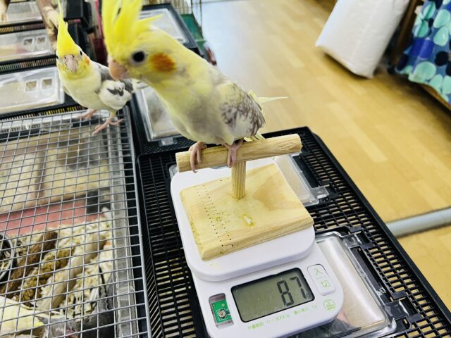 オカメインコ